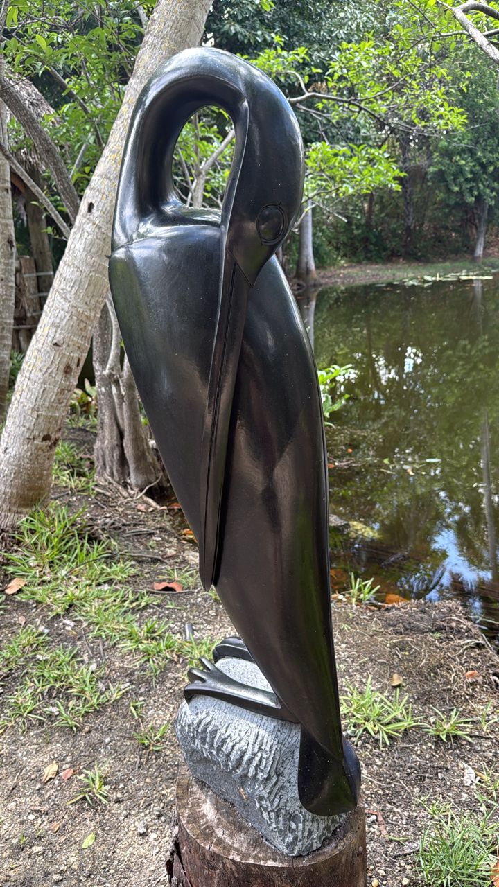Sunning Commorant 5 Sunning Commorant 5